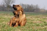 RODESIAN RIDGEBACK 102